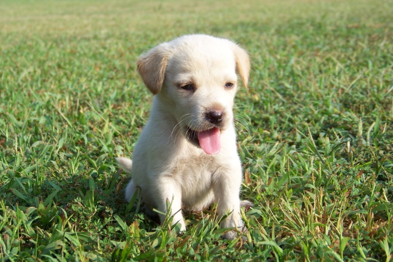 Labrador Retriever Puppies for Sale in Kentucky: Breeders List 2026