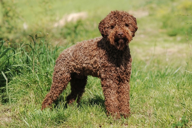 25 of the Newest Dog Breeds: Info, Pictures, Origin & More