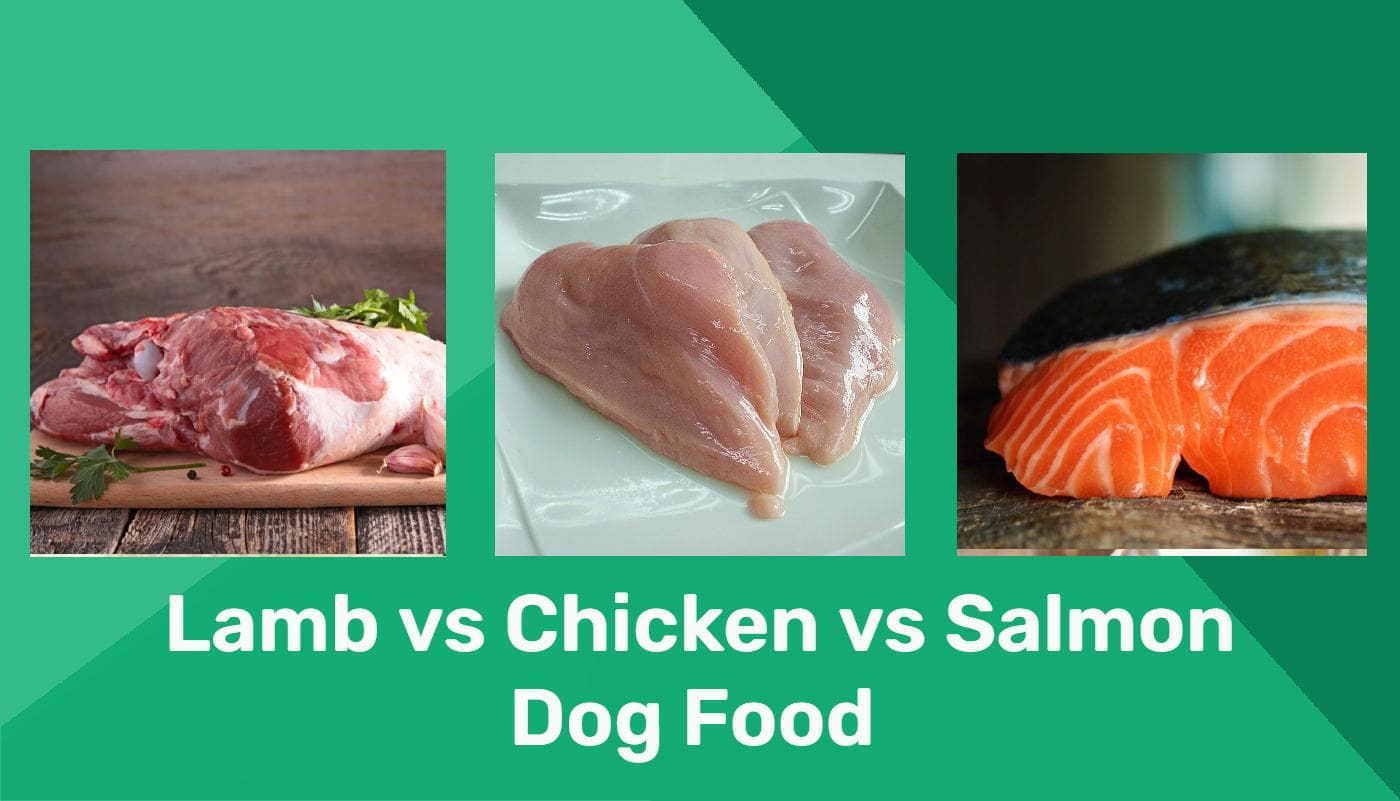 Lamb vs. Chicken vs. Salmon Dog Food: Pros, Cons & Differences