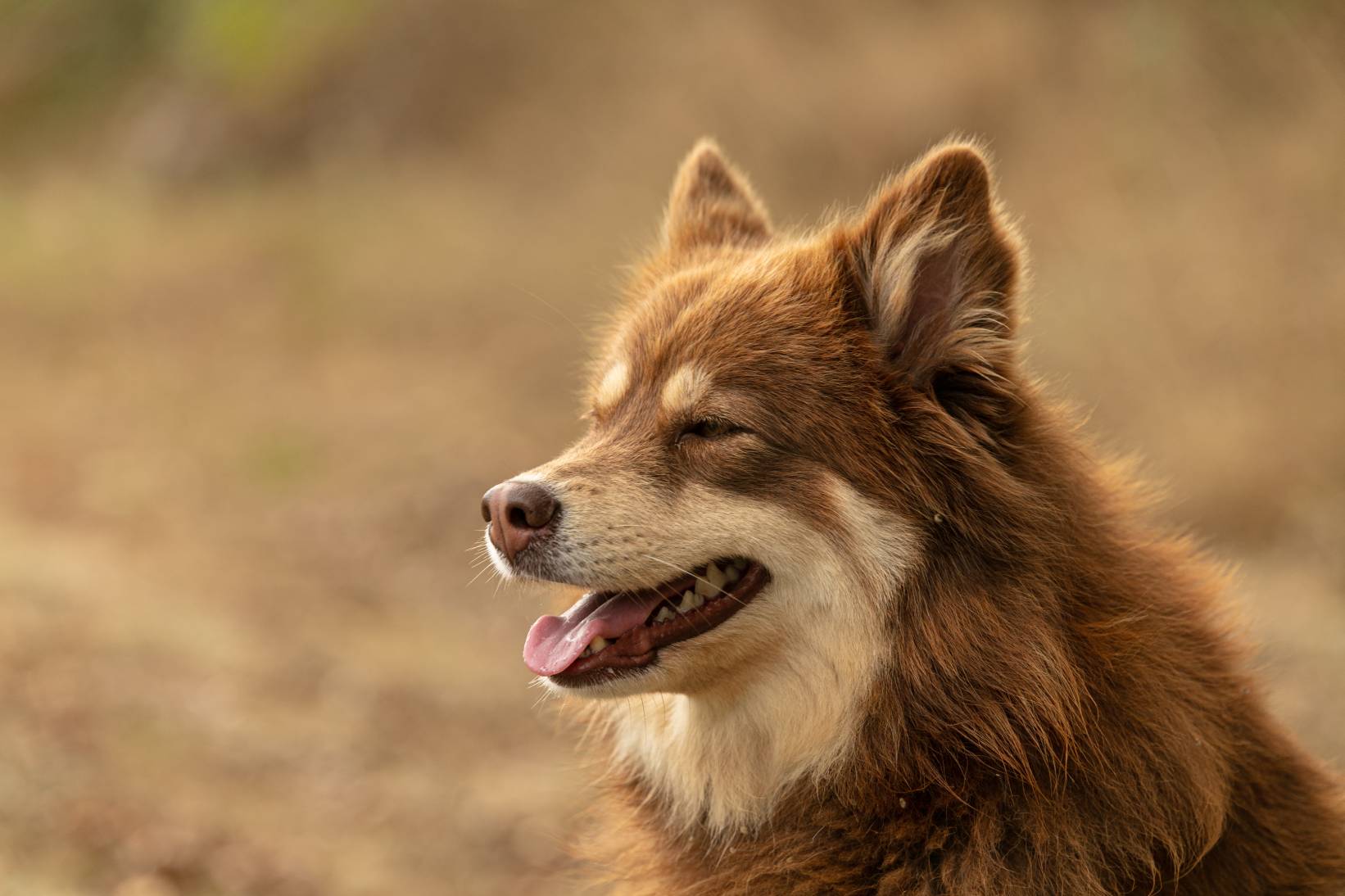 Lapponian Herder Dog Breed: Info, Pictures, Care & More