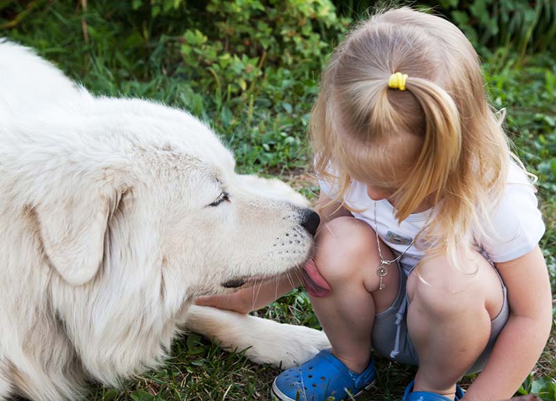 Why Do Dogs Lick Your Wounds? Vet Verified Reasons & Risks