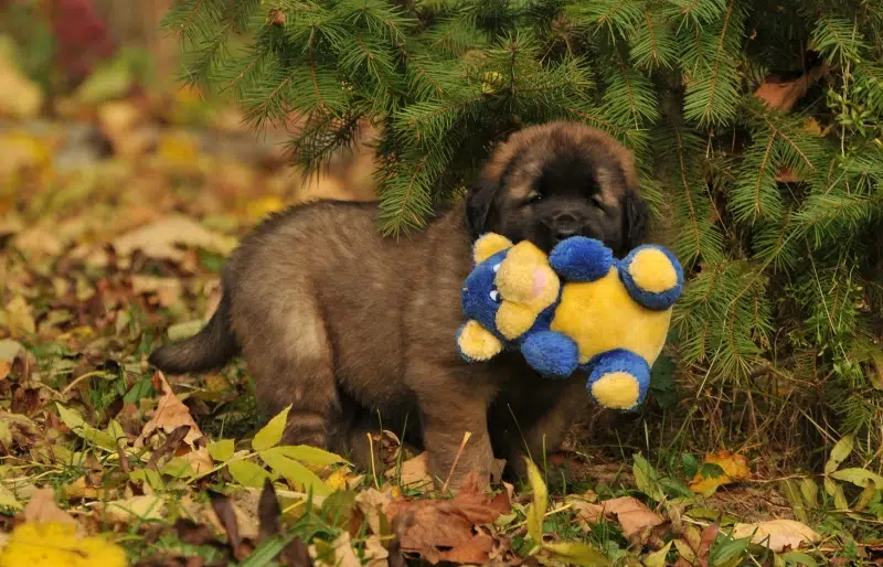 Why Do Dogs Shake Their Toys? Behavioral Reasons