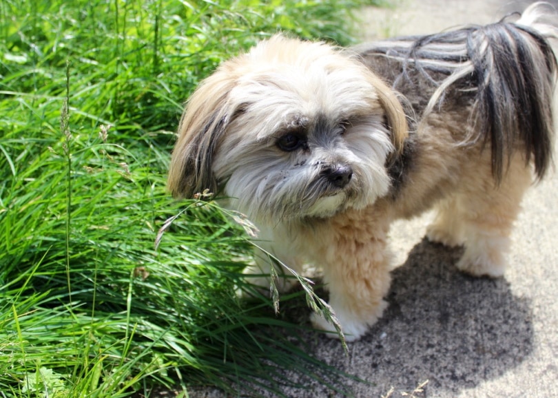 La-Pom (Lhasa Apso & Pomeranian Mix) Dog Breed: Info, Pictures, Care & More