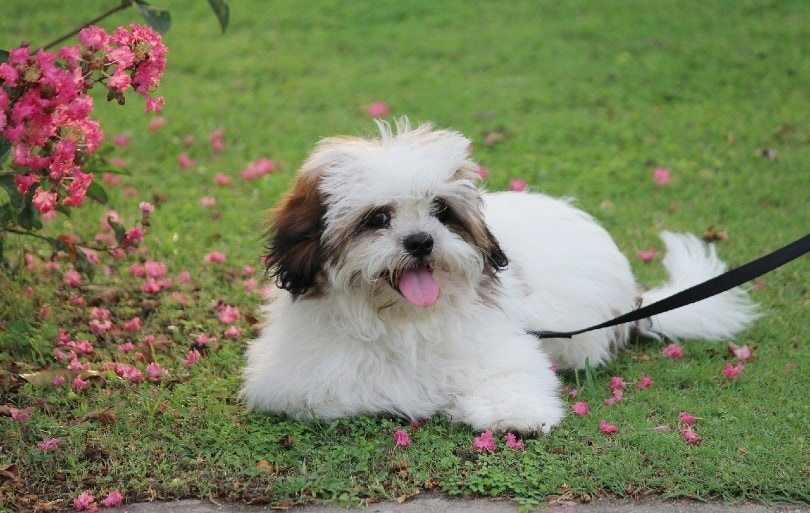 20 Lhasa Apso Mixes (With Pictures)