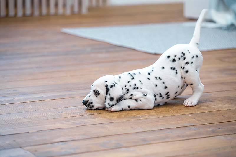 Miniature Dalmatian Dog Breed: Info, Pictures, Care & Facts