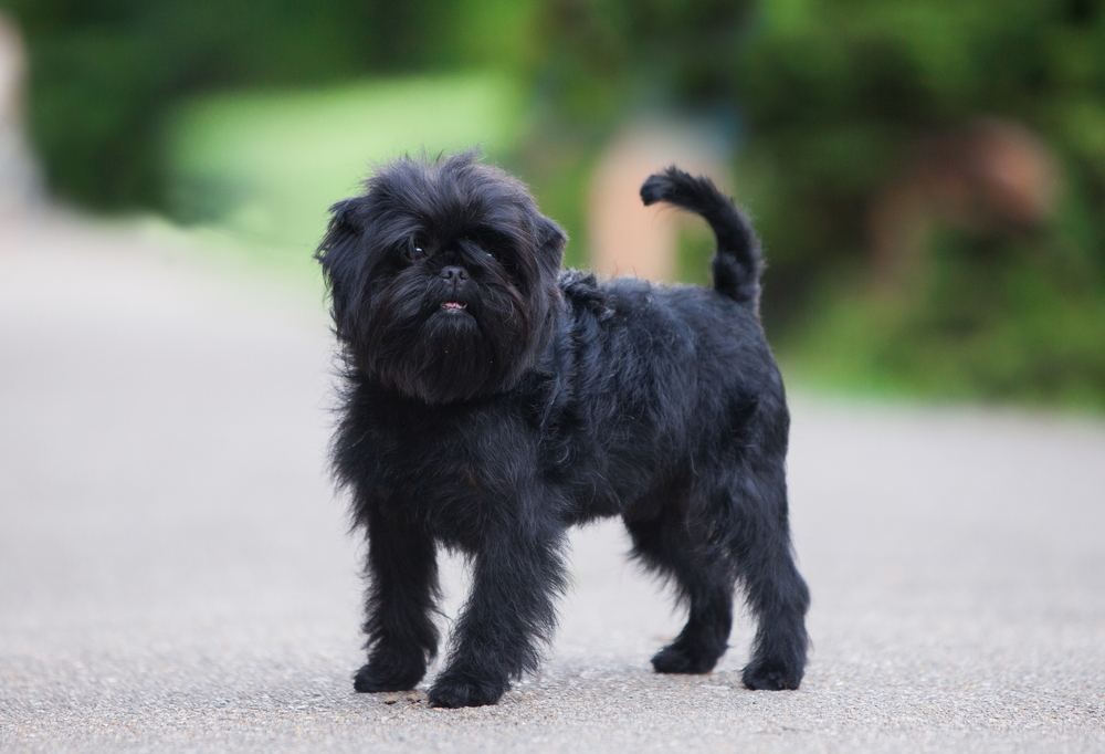 27 Beautiful Black Dog Breeds: Info, Pictures & History