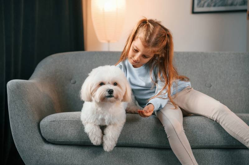 How Good Will a Maltese Be With Kids: Vet-Verified Facts & FAQ