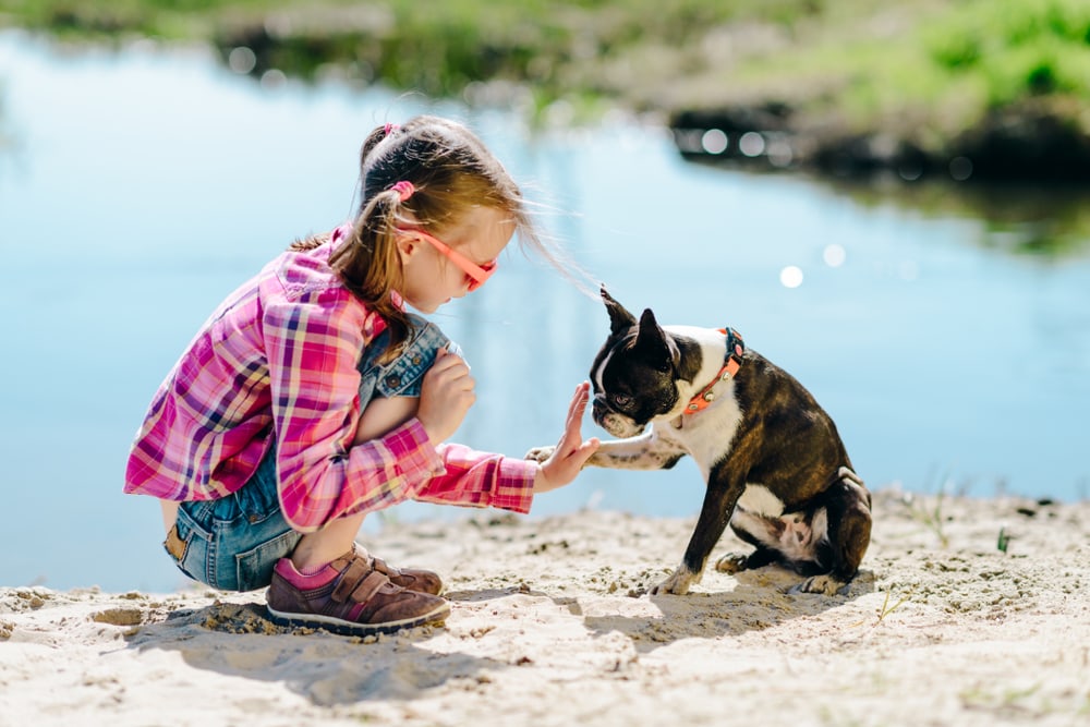 Will a Boston Terrier Be Good With Kids? Vet-Reviewed Breed Temperament & Care Tips