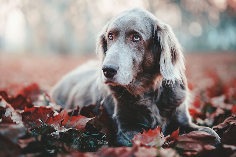 Long-Haired Weimaraner: Info, Pictures, History & Facts