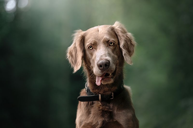 Do Red Weimaraners Exist? History & Facts