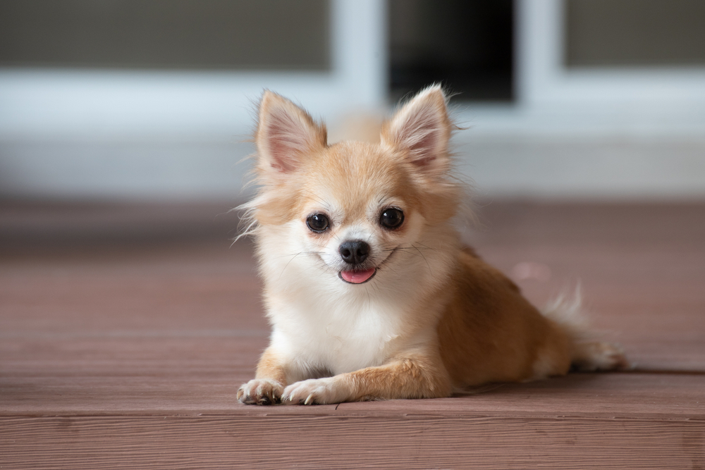 15 Dog Breeds That Don't Play Fetch: Info, Pictures & Facts