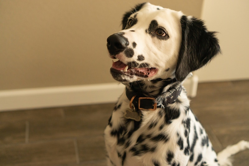 Long-Haired Dalmatian: Info, Pictures, Origin & Characteristics