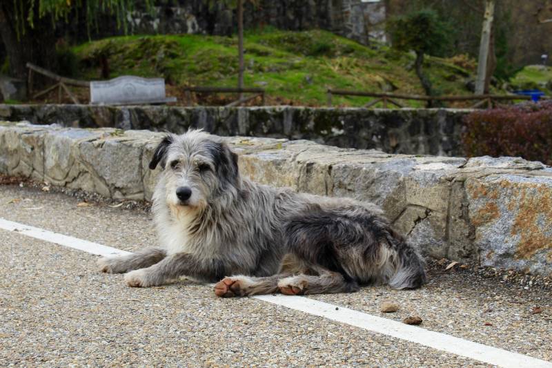 How to Make an Outside Dog an Inside Dog: 10 Tips to Follow