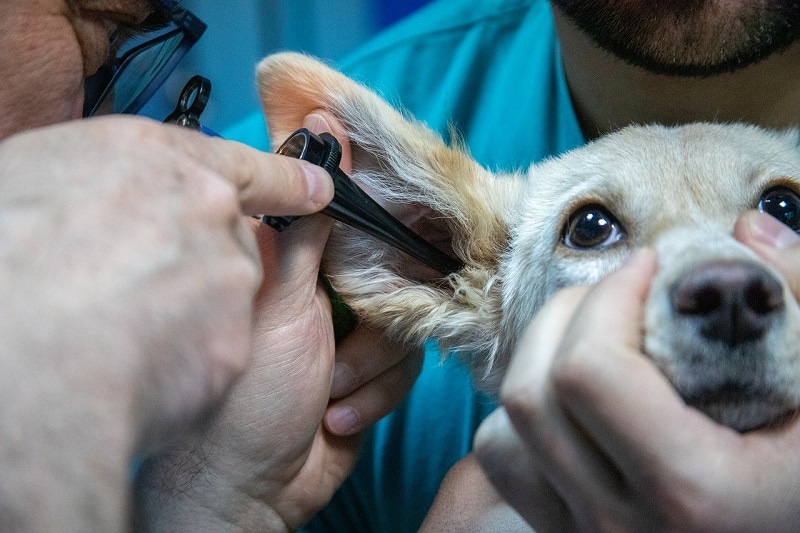 How Much Does Dog Ear Infection Medicine Cost? 2026 Update