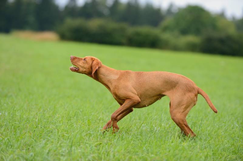 Do Vizslas Bark a Lot? How Much & How to Stop It