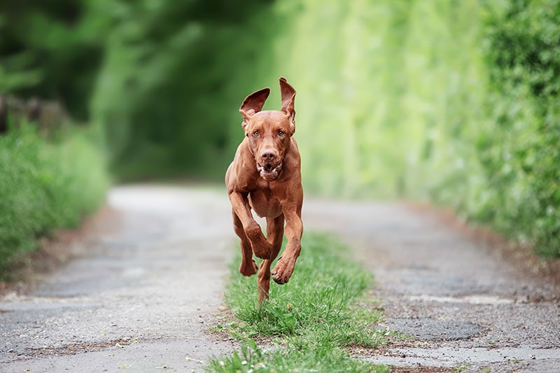 How Aggressive Are Vizslas? Vet-Approved Tips, Temperament & FAQ
