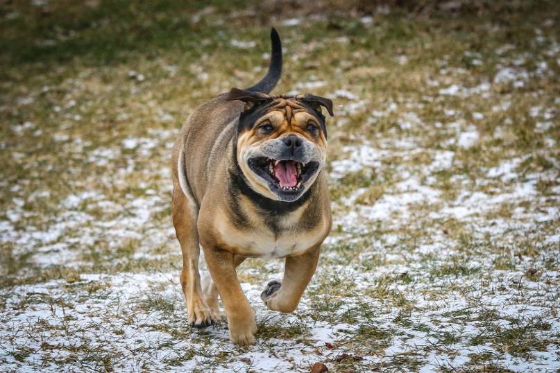 Majorca Mastiff Dog Breed Guide: Info, Pictures, Care & More