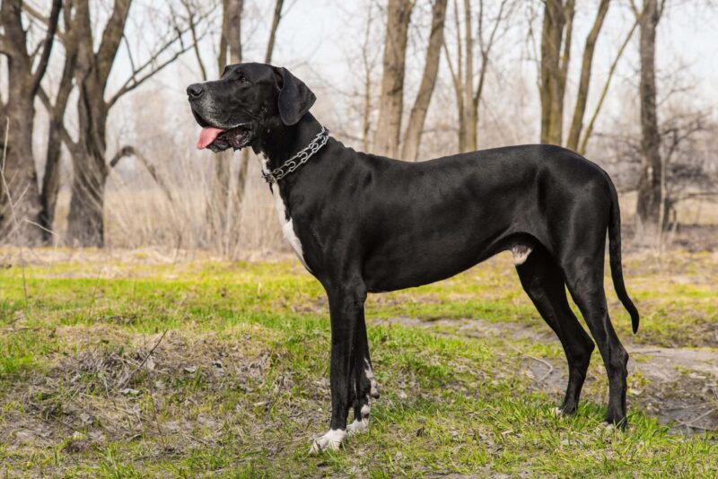 How Much Do Great Danes Shed? Care and Vet-Approved Grooming Tips