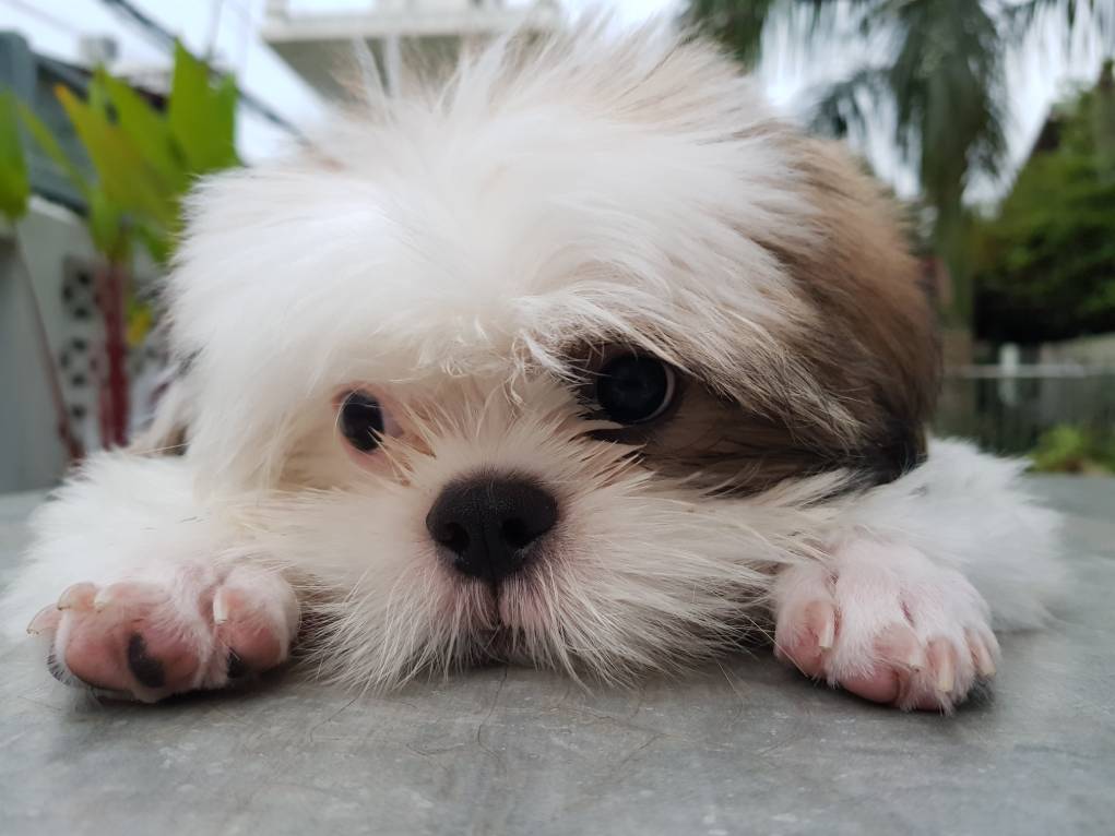 Malshi (Maltese & Shih Tzu Mix): Info, Pictures, Care & More