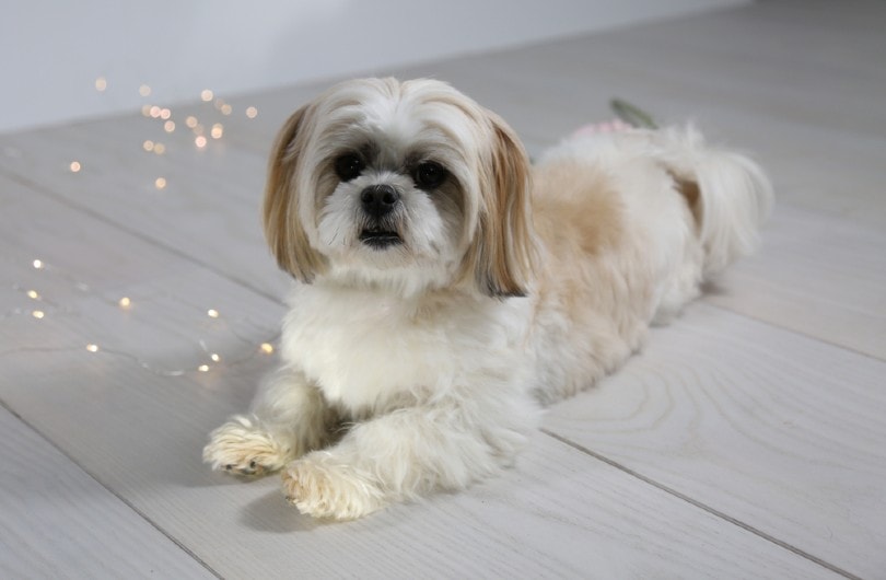 20 Designer Dog Breeds: Info, Pictures & Traits
