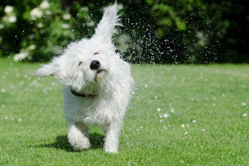 Malteagle (Maltese & Beagle Mix): Info, Pictures, Care & More