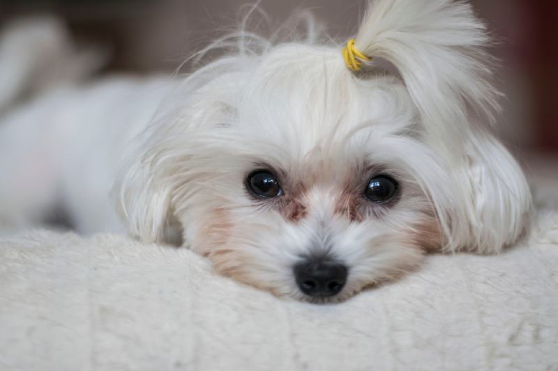 Maltese Tear Stains: Vet-Reviewed Signs, Causes & Care