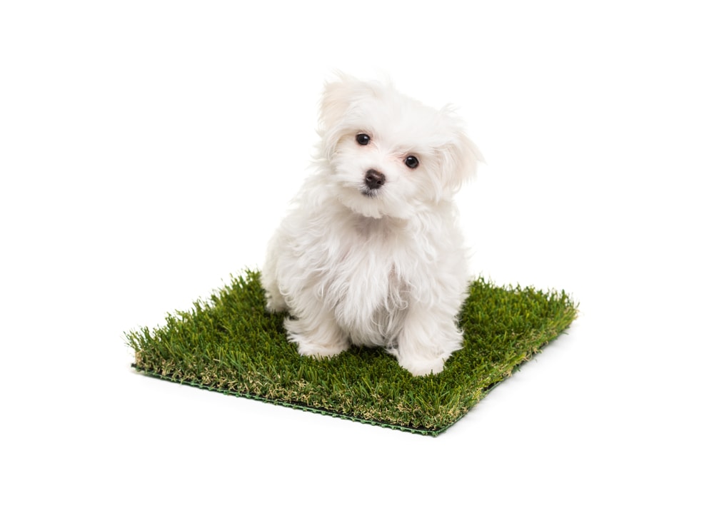 How to Train Your Dog to Use Grass Potty Pads: 10 Vet-Approved Tips