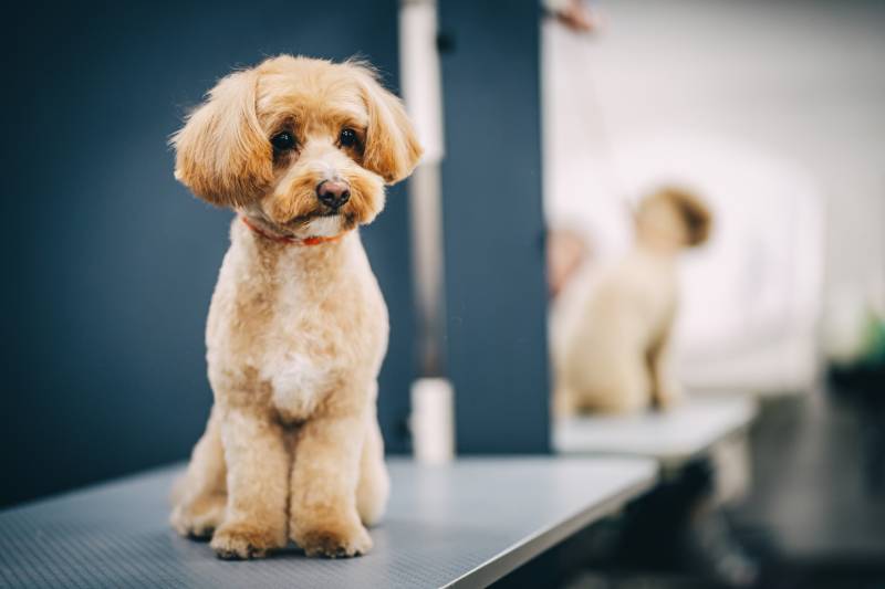 Maltipoo dog portrait of a dog after grooming