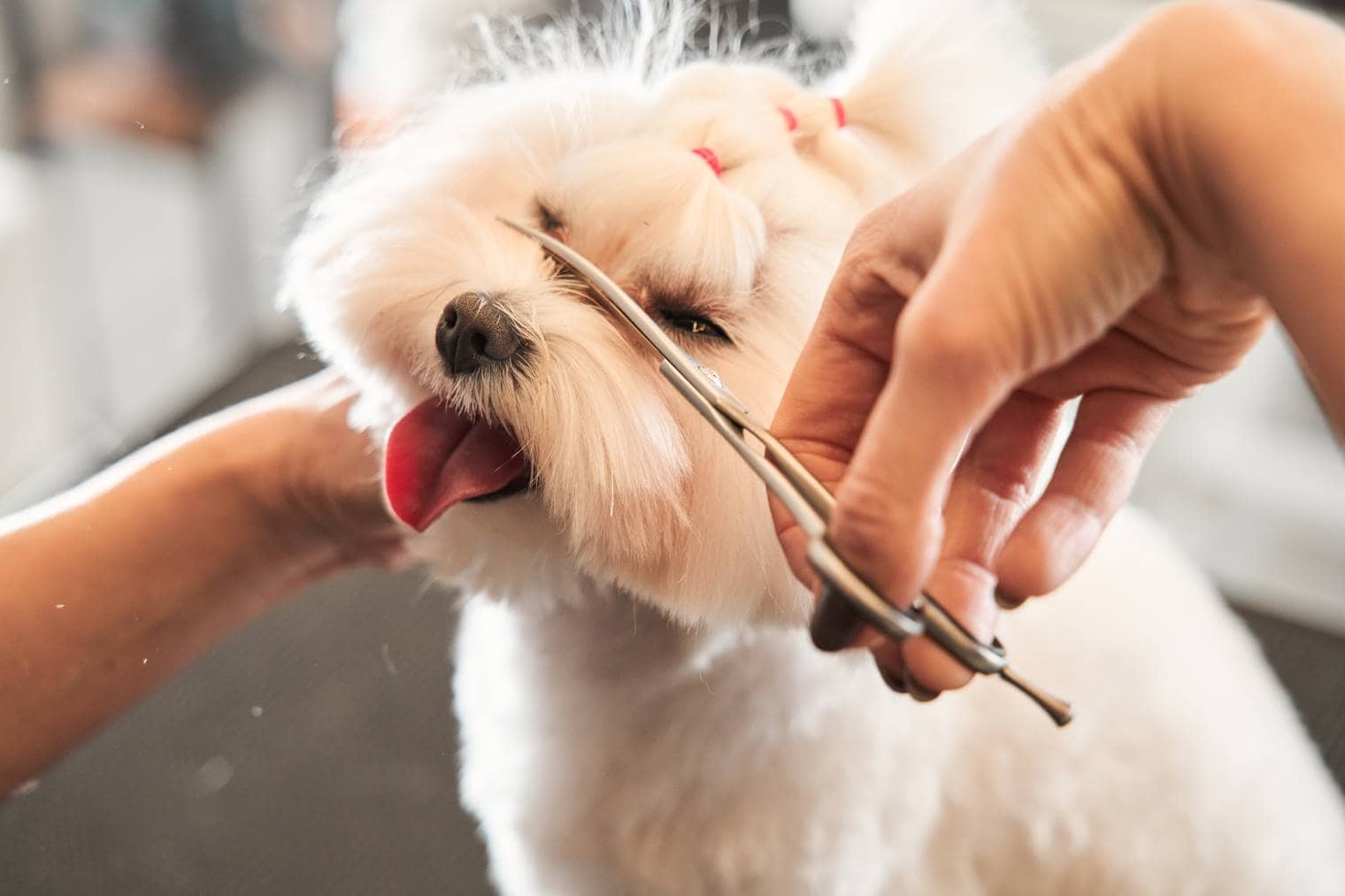 9 Adorable Maltipoo Haircuts (With Pictures)