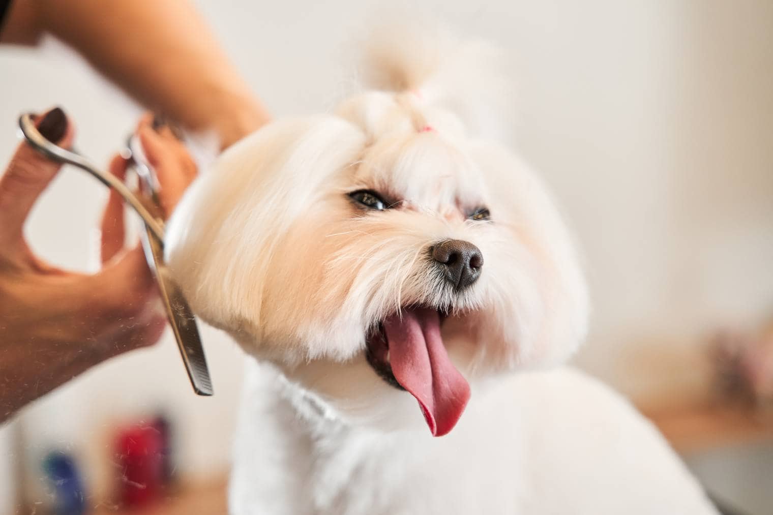 Maltipoo
