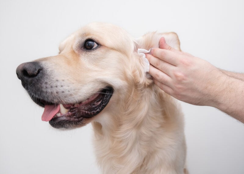 How to Clean a Golden Retriever’s Ears: Vet-Approved Step-by-Step Guide