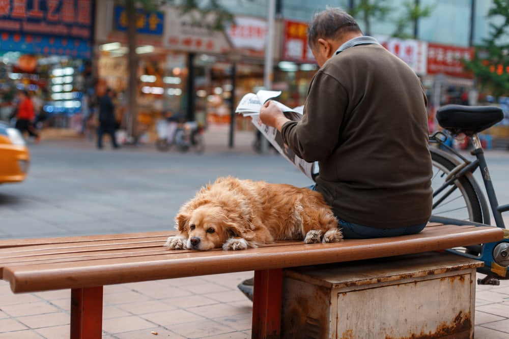 Dogs in Chinese Culture & History: From Early Domestication to Modern Day