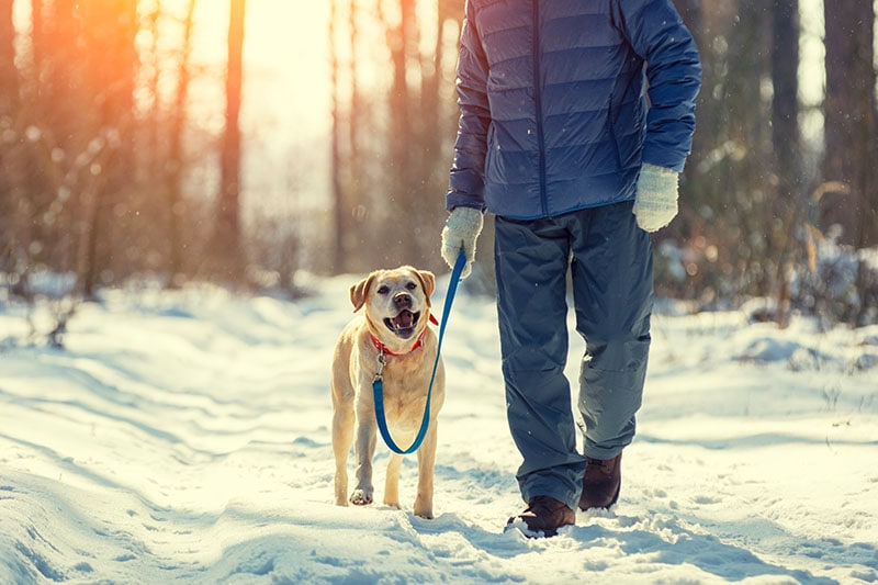 How to Walk Your Dog in the Winter Snow (10 Vet-Verified Safety Tips)