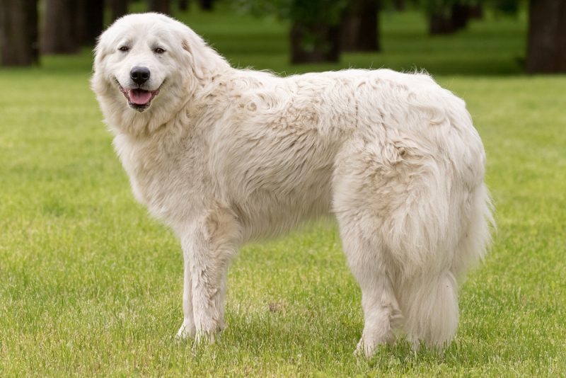 Maremma dog standing on grass