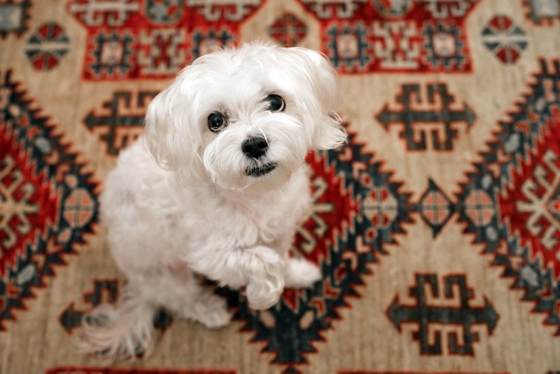 Mauxie (Maltese & Dachshund Mix): Info, Pictures, Care & More