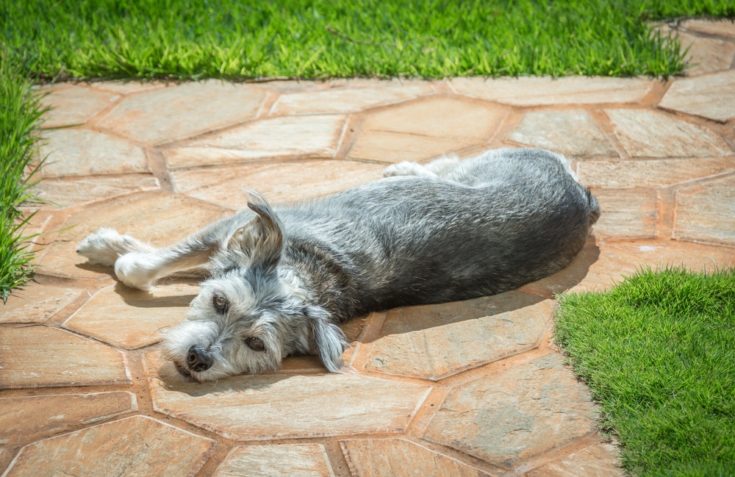 Mauzer (Miniature Schnauzer Maltese Mix) - Info, Pictures, Care & More