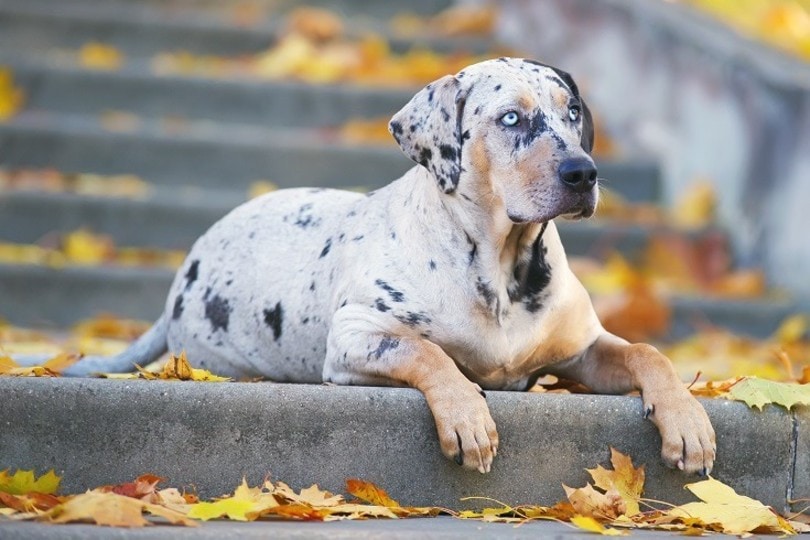 National Catahoula Leopard Dog Day 2026: What It Is & When to Celebrate