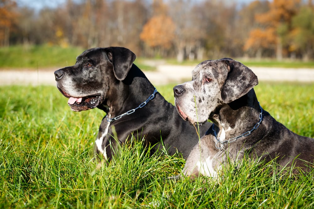 Dog Color Genetics: The Fascinating Science Explained (With Chart)