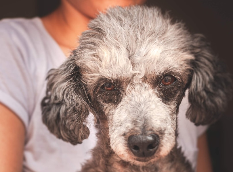 Merle Poodle: Info, Pictures, Origin & History