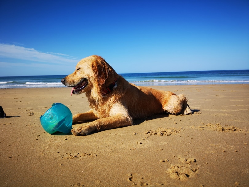 Miniature Golden Retriever Dog Breed: Info, Pictures & Care