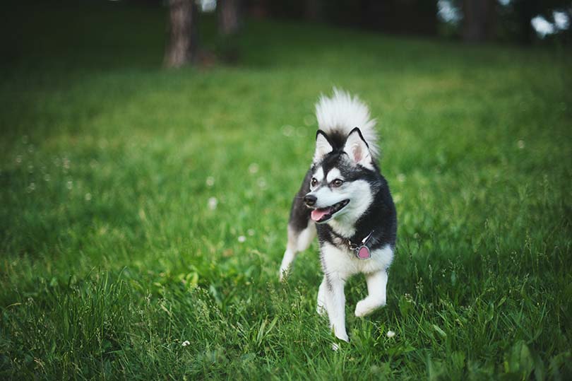 Miniature Alaskan Klee Kai Dog Breed: Info, Pictures, Care & More