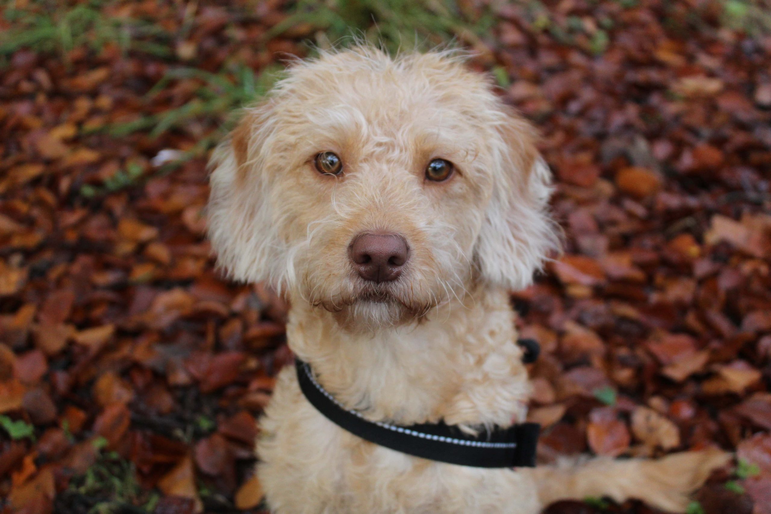 Miniature Labradoodle (Lab & Mini Poodle Mix): Info, Pictures, Care & More
