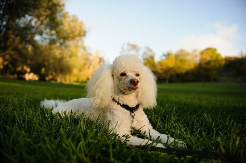 11 Most Popular Dog Breeds in Mexico in 2026 (With Info & Pictures)