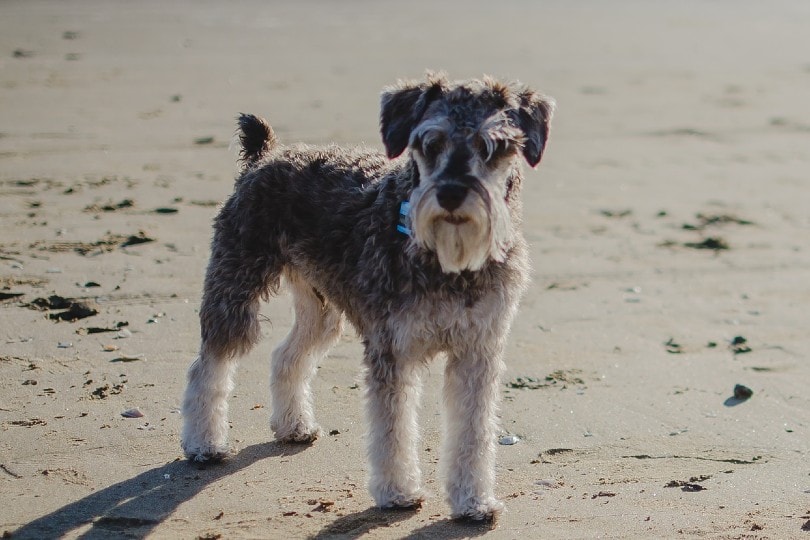 How Much Does It Cost to Own a Miniature Schnauzer? 2026 Price Guide