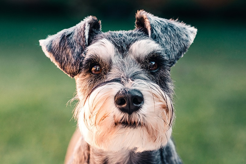 10 Interesting Miniature Schnauzer Facts for Dog Lovers