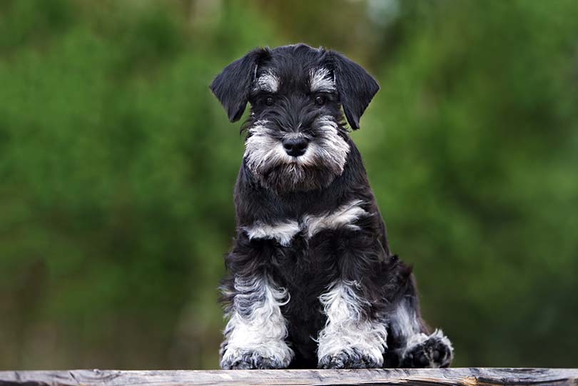 How To Potty Train a Miniature Schnauzer: 11 Vet-Approved Tips & Tricks