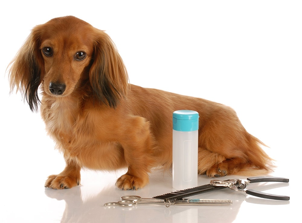 Long Haired Dachshund Grooming Tips (10 Expert Pointers)