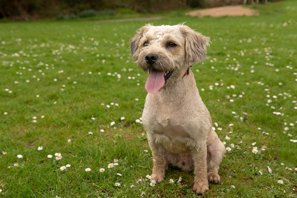 When Is National Rescue Dog Day in 2026 & What Is It?