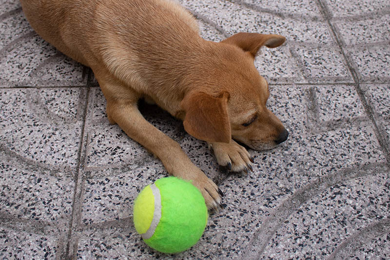 Why Doesn’t My Dog Like Toys? 6 Vet-Reviewed Reasons & Suggestions