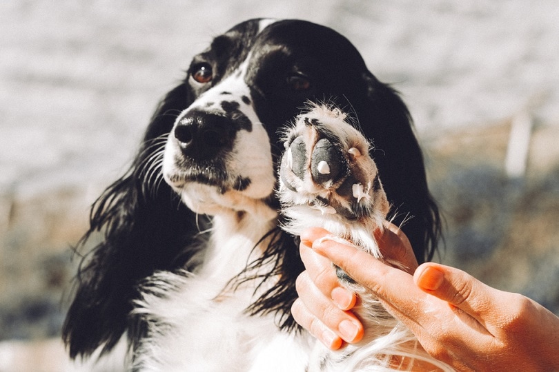 How to Protect Your Dog's Paws From Hot Pavement: 9 Vet-Approved Ways